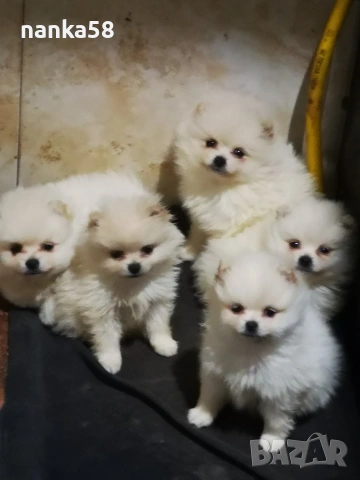 продавам померани 