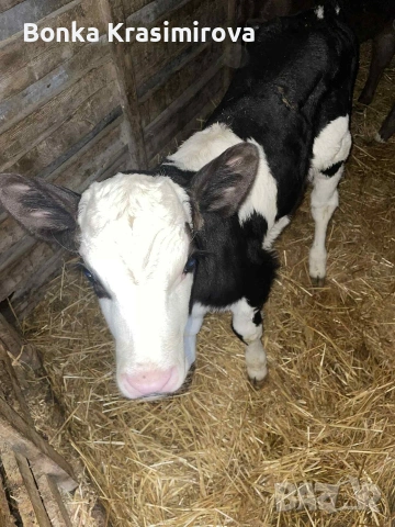 4 женски 1 мъжко , снимка 2 - Крави - 53291857