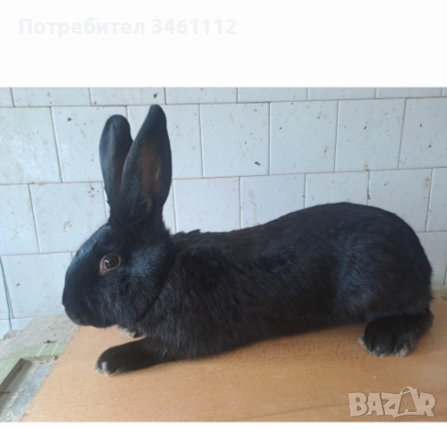 Продавам големи зайци за разплод и клане