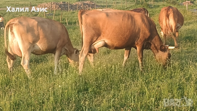 Продавам стадо крави джарсей. 34 броя редовни дойни. Повечето са бременни 7-ми месец., снимка 12 - Крави - 52032985
