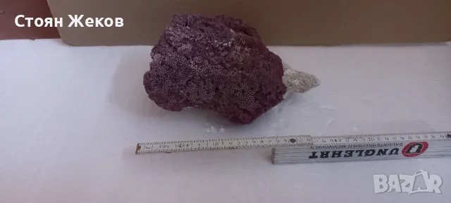 продавам червен корал, снимка 2 - Оборудване за аквариуми - 47834618