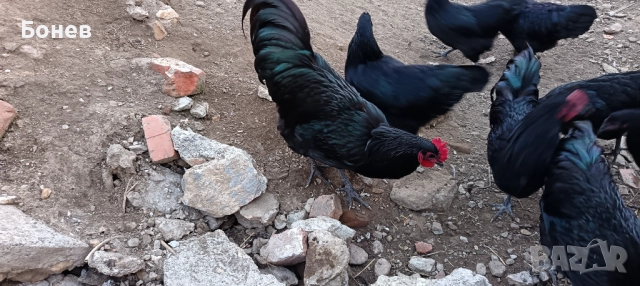 Петли Австролорп, снимка 8 - Кокошки и пуйки - 52185791
