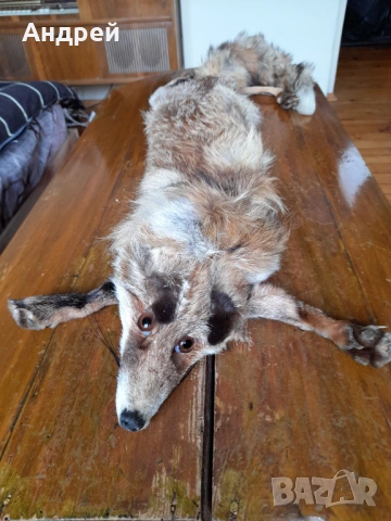 Стара кожа,яка от лисица #2, снимка 2 - Други ценни предмети - 54081281