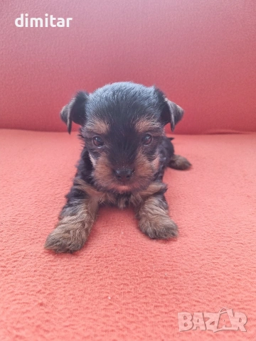 Йоркшир териер момче. , снимка 8 - Йоркширски териер - 53138683