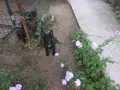 немски овчарки на 2 месеца, снимка 6