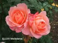 РОЗА 🌹 ELLE® Meibderos 🌹, снимка 1