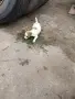 Продавам Джак Ръсел, снимка 5