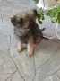 Малки немски овчарски!, снимка 4
