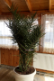 Финикова палма, снимка 1 - Градински цветя и растения - 44659642