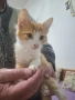 Подарявам котенце, снимка 1