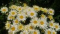 Продавам цветя Градинска маргарита – бяла и жълта, разсад, снимка 10