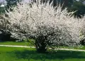 Китайска бяла Вишна (Бяла Нинджа), снимка 8
