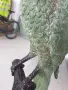 135см-20кг папагал Жако на клон/голяма стара бронзова фигура-скулпура на птица, снимка 10