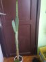 Кактусова смокиня., снимка 1 - Стайни растения - 26127343