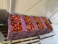 Кайсии за ракия и за лична консумация не остава почти сме края на сезона заповядайте , снимка 3
