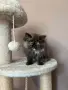 Персийски котенца , снимка 13