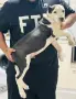 бебе питбул търси своя дом , снимка 2