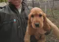Кокер Шпаньол,, , снимка 2