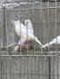 Продавам канари , снимка 2