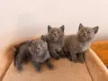 Британски котенца – 2 мъжки и 1 женско 🐱, снимка 1