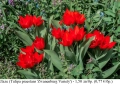 Лале (Tulipa praestans 'Zwanenburg Variety') - луковици, снимка 1