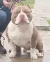American Bully Pocket, снимка 11