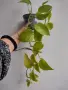 Епипремнум, Epipremnum aureum Champs-Élysées, снимка 1