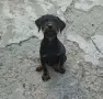 Кучета ягдтериери, снимка 3