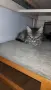 Коте на два месеца , снимка 1