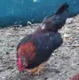 Петле , Петел Малайзиатска Сарама , снимка 1