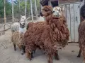 Семейство Алпаки, снимка 5