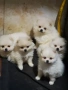 продавам померани , снимка 1