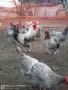 Яйца за люпене от маран синьо сребро , снимка 1