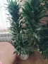 Подарявам Два броя големи цветя, снимка 2