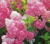 Хортензия Розовата Лейди за супер слънце, Hydrangea Paniculata 'Pink Lady'