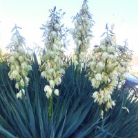 Вкоренени растения студоустойчива Юка на 1-3 год., снимка 16 - Градински цветя и растения - 38750889