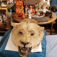 Глава на лъв трофей от 19век., снимка 8 - Антикварни и старинни предмети - 29194108