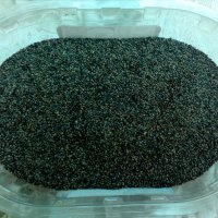 Продавам семена Мурсалски чай (пирински чай) реколта- 2023 г., снимка 3 - Сортови семена и луковици - 38307484