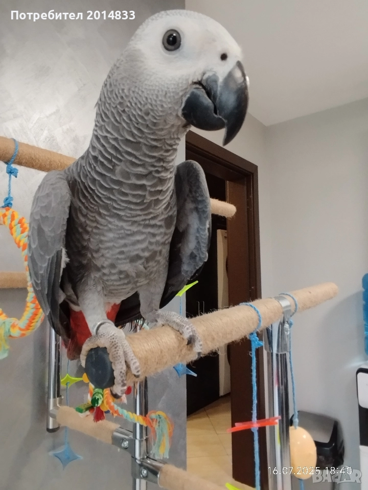 Продавам мъжко Жако , снимка 1