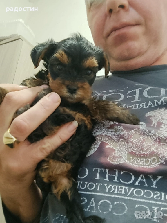 Йоркита момченца и момиченце, снимка 1