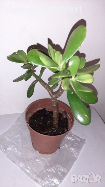 ДЪРВОТО на ЖИВОТА , снимка 1