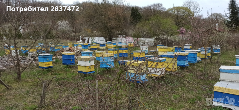 Продавам пчелни семейства , снимка 1