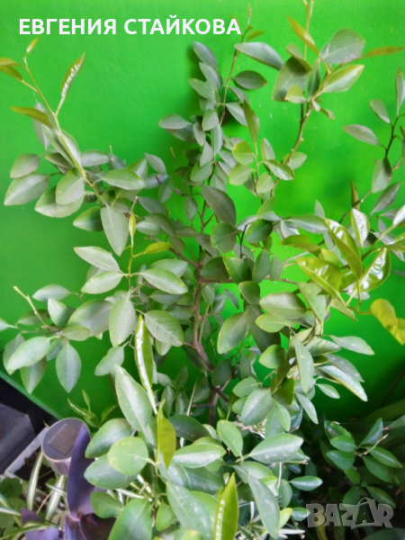 Продавам  кала, трилистниче, мандаринка., снимка 1