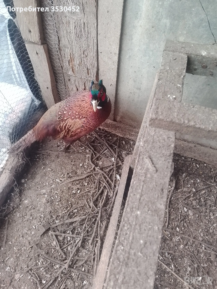 Продавам колхидски фазани, снимка 1