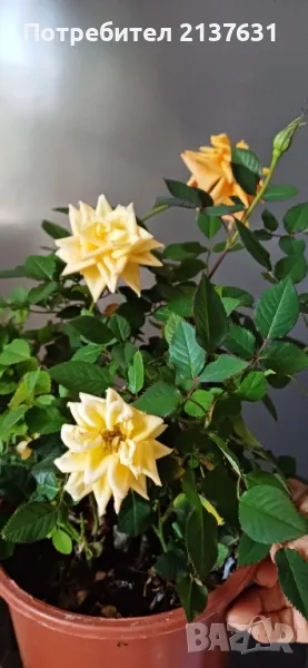 РОЗА  -  Микс от 5 корена , снимка 1