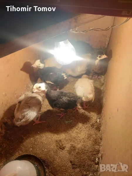 продавам пуйчета пилета , снимка 1