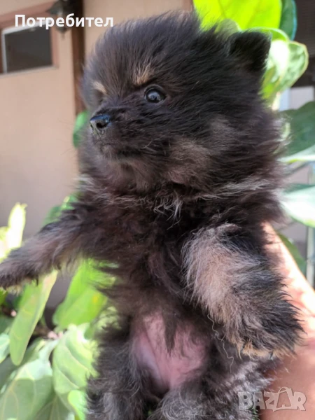 Кученце шпиц, снимка 1