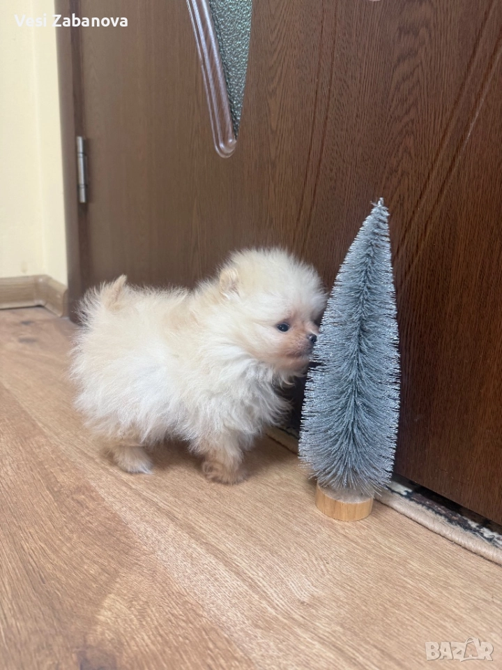 Померан, снимка 1