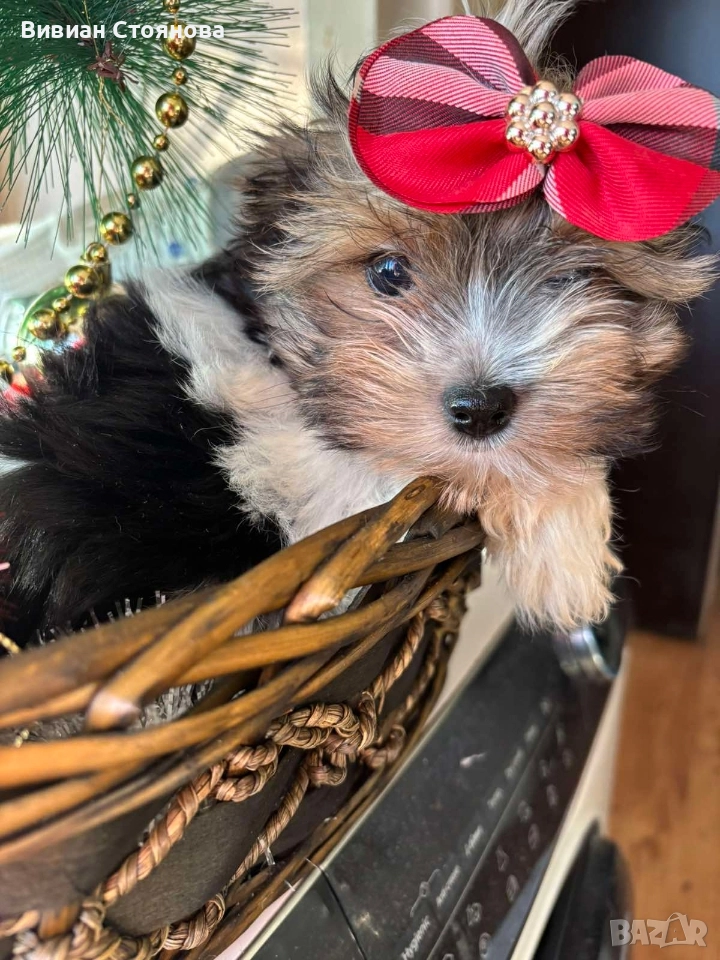 Мъжки мини йорки бивер, снимка 1