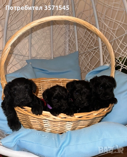 Мини Шнауцер/Цвергшнауцер, снимка 1